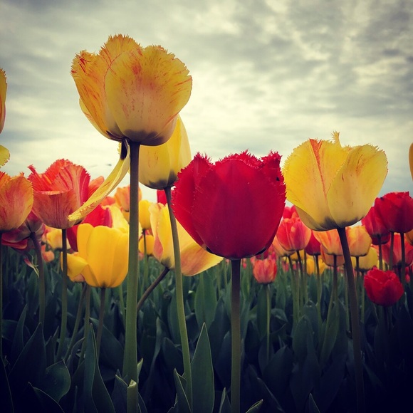 My Live Show🛍️Authentic 🛍️Luxury& Designer🛍🛍 - Picture 2 of 4